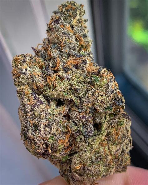 This amazing three-way cross is the perfect choice for any classic hybrid lover, with a high level of potency and totally powerful full-bodied effects. . Jet fuel gelato strain allbud